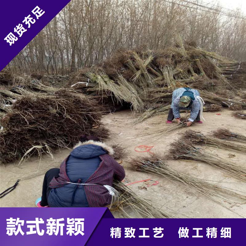 板栗廠家送貨及時(shí)