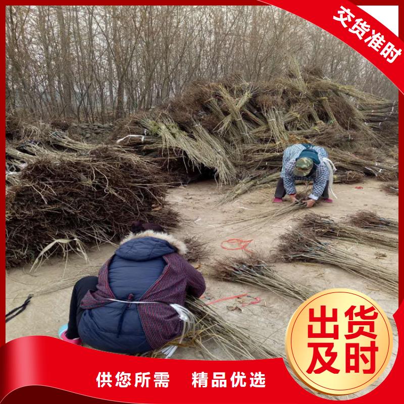 板栗供貨速度快