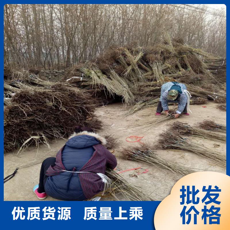 做板栗的廠家