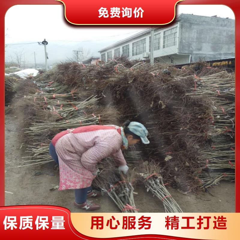 板栗生產(chǎn)廠家 支持定制