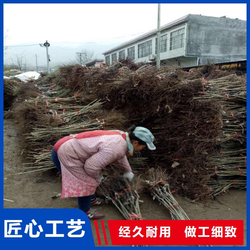 ##板栗廠家