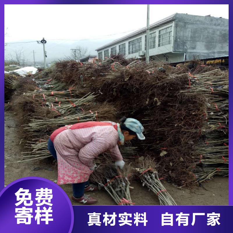 2025歡迎訪問(wèn)##板栗廠家##可定制