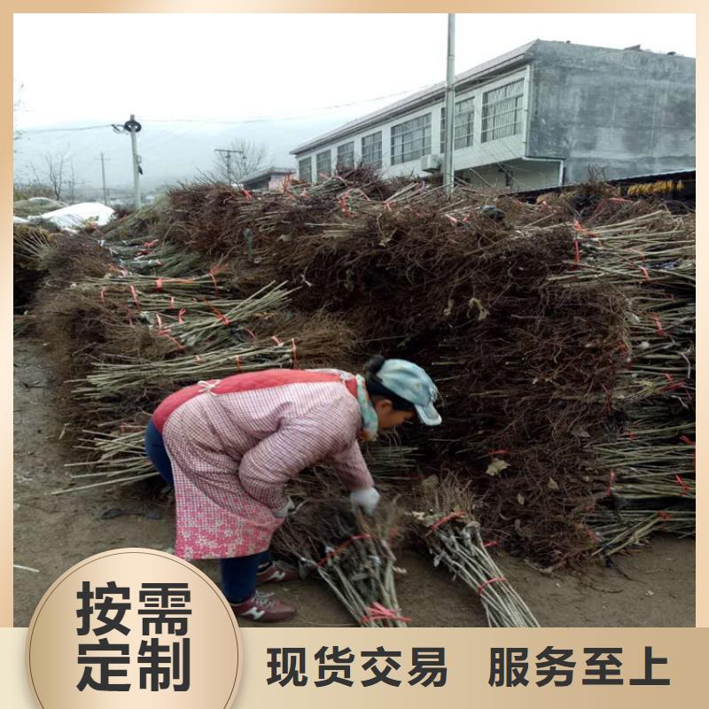 采購板栗必看-圖文介紹
