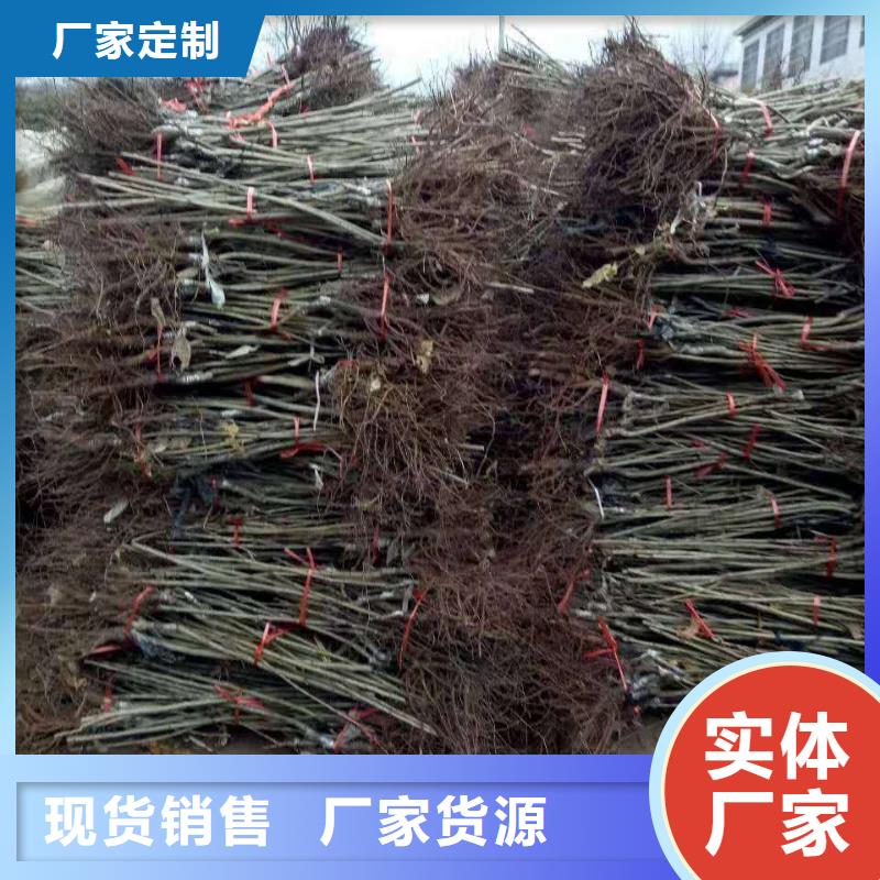 新聞：板栗廠家源廠定制