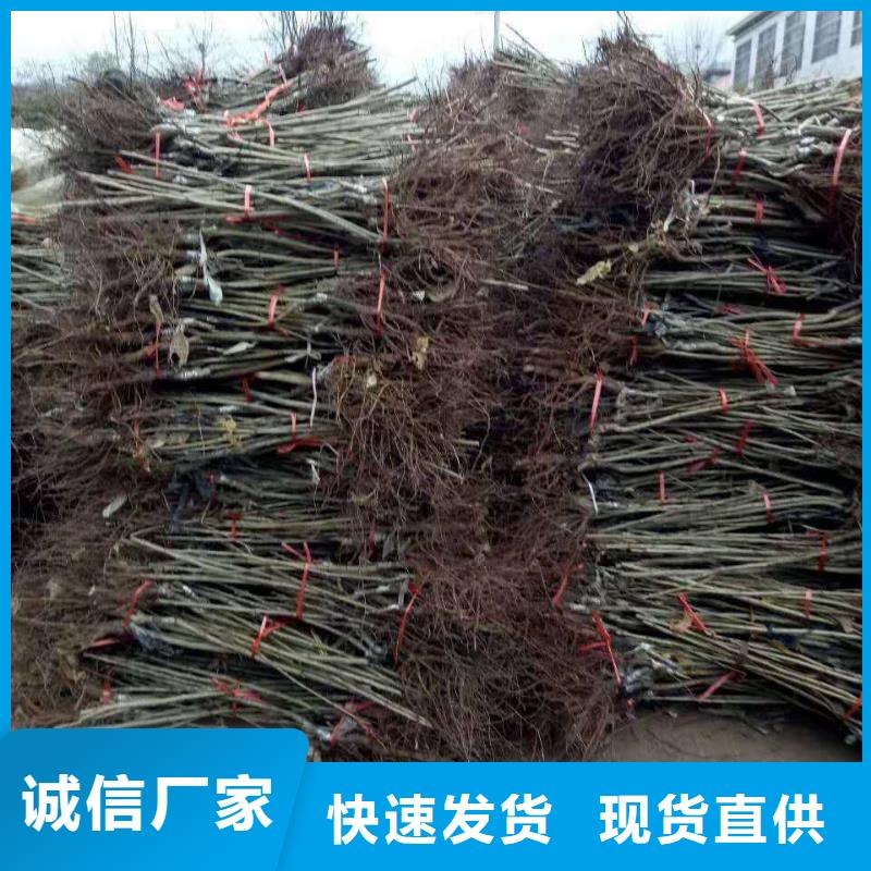 關(guān)于板栗的小知識(shí)