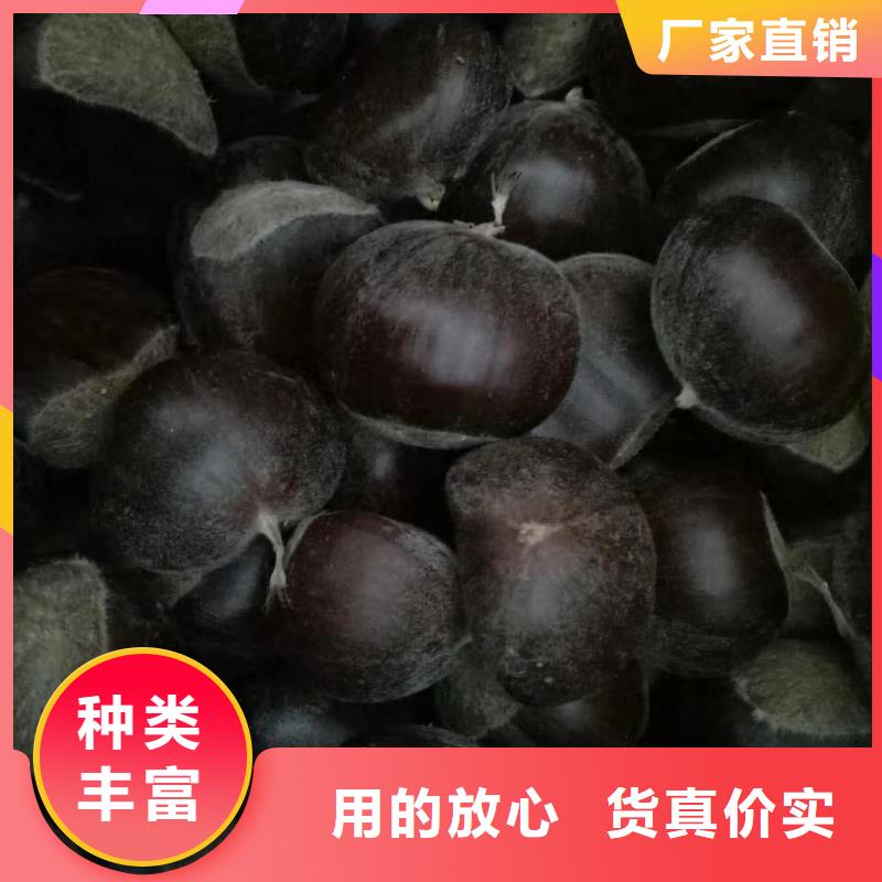 2025價(jià)格合理的##板栗廠家##免費(fèi)咨詢本地制造商