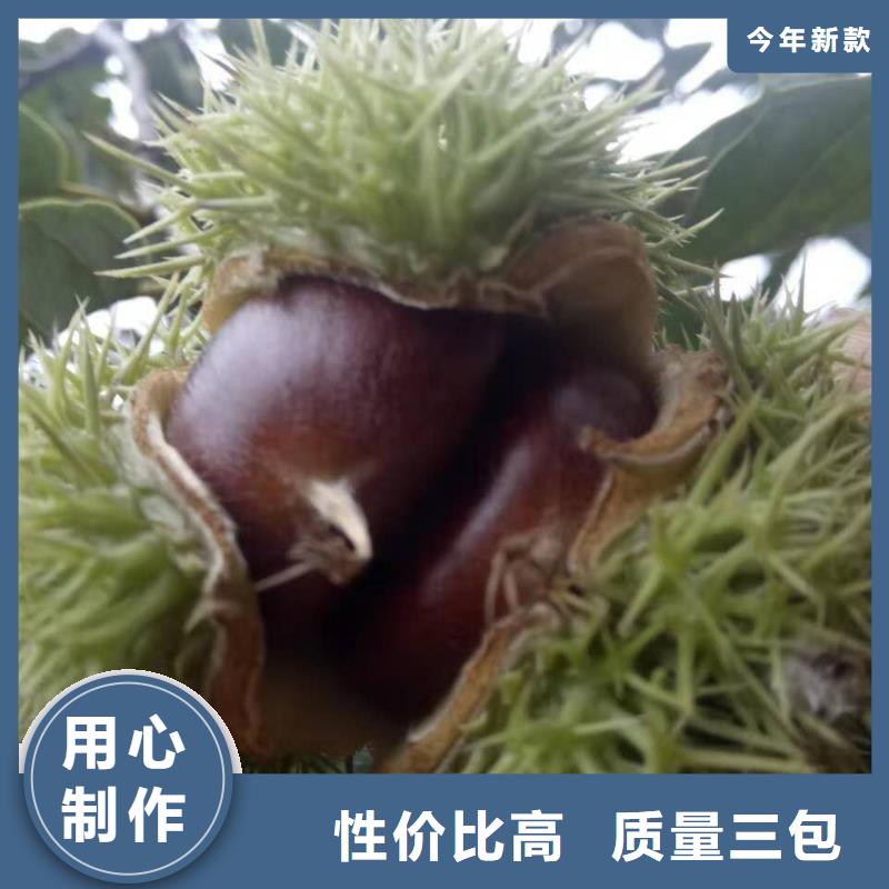 板栗、板栗廠家-認(rèn)準(zhǔn)潤(rùn)鑫苗木種植銷(xiāo)售中心