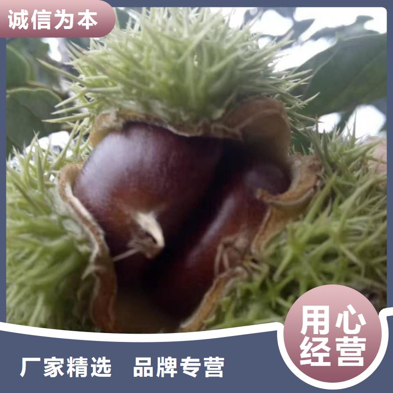 有現(xiàn)貨的板栗生產(chǎn)廠家