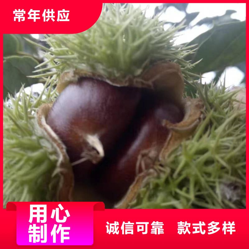 板栗供貨速度快