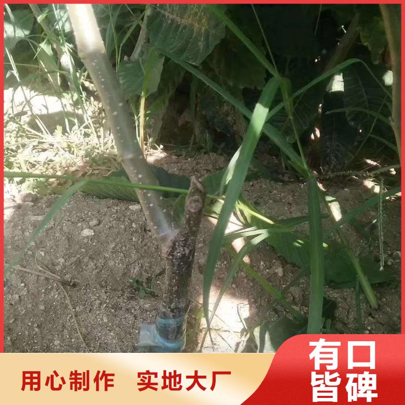 現(xiàn)貨供應(yīng)板栗_批發(fā)板栗專注產(chǎn)品質(zhì)量與服務(wù)