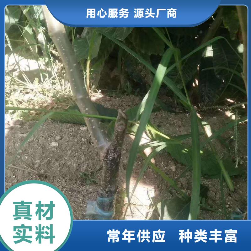 采購板栗必看-圖文介紹