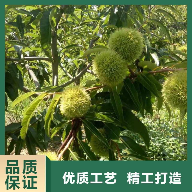 板栗現(xiàn)貨充裕