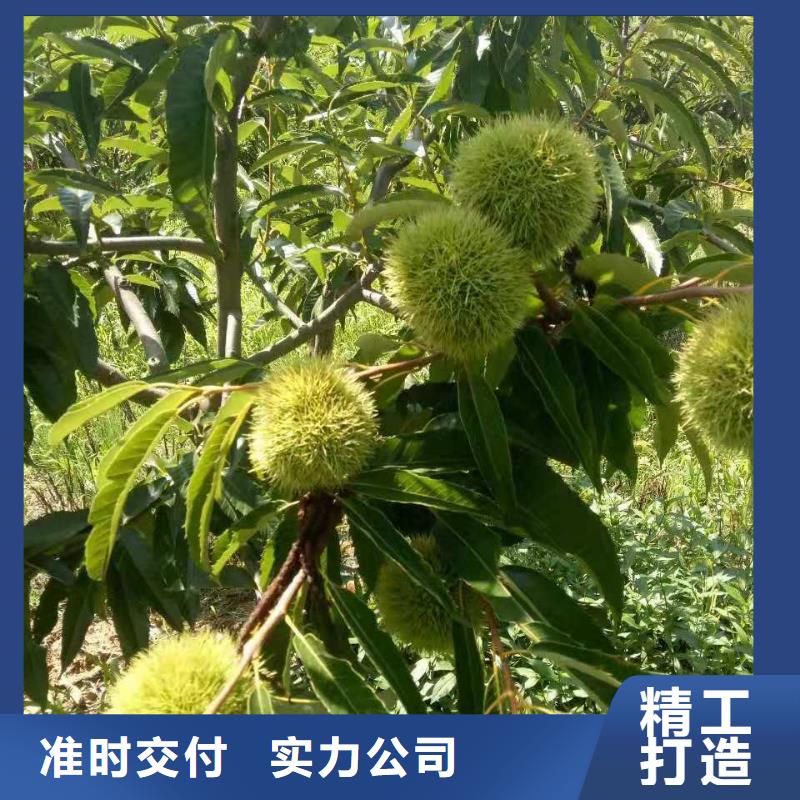 板栗廠家現(xiàn)貨直銷銷售的是誠(chéng)信