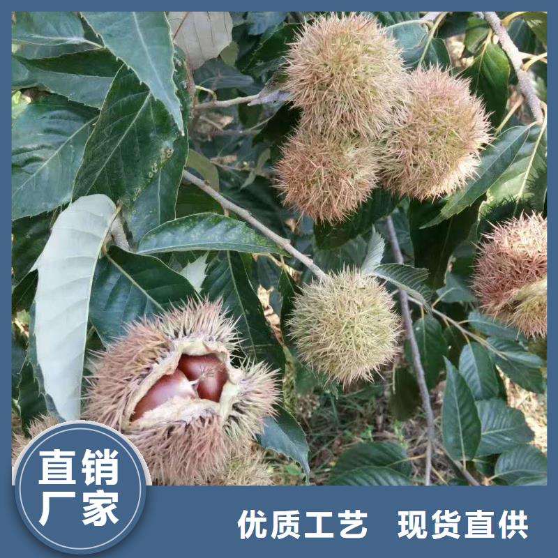 板栗廠家直銷_售后服務(wù)保障免費(fèi)回電