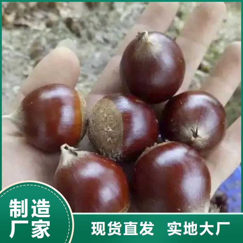 板栗、板栗價(jià)格當(dāng)?shù)亟?jīng)銷商