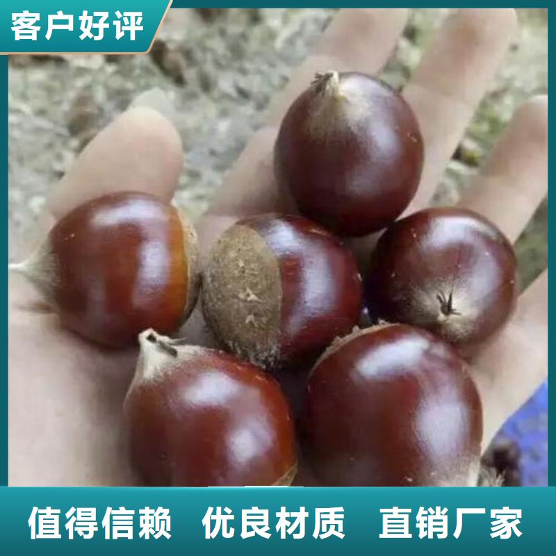 板栗、板栗廠家直銷-庫存充足