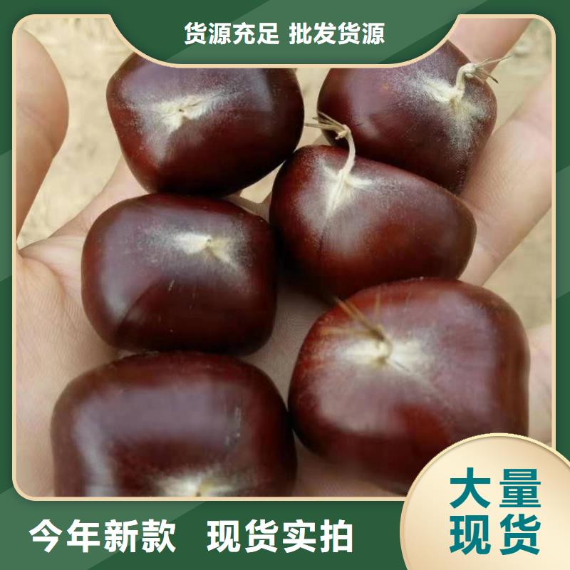 價格合理的板栗基地