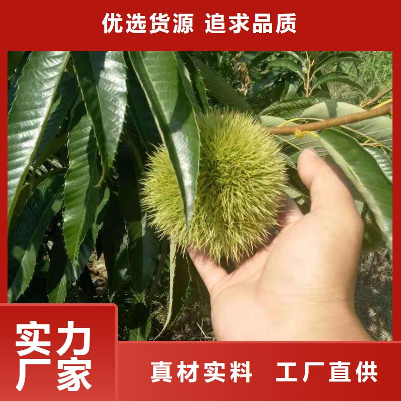 做板栗的廠家