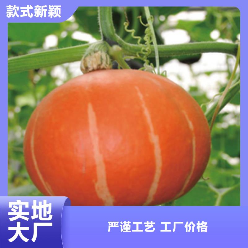 南瓜粉-回購率高