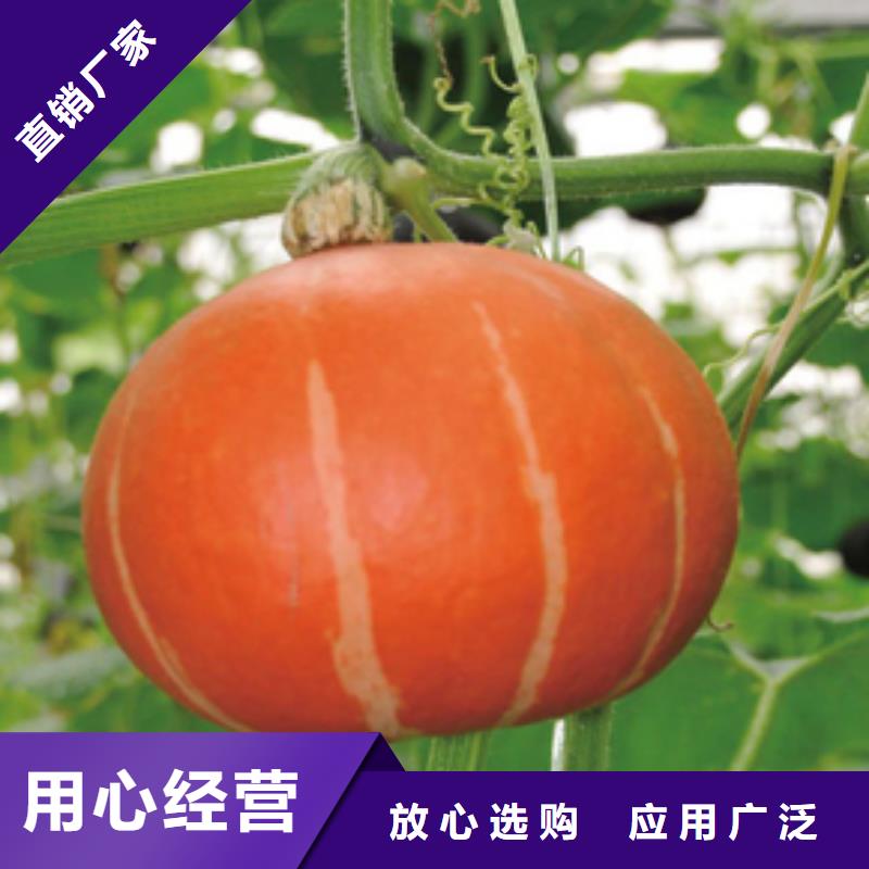現(xiàn)貨供應(yīng)南瓜粉的廠家