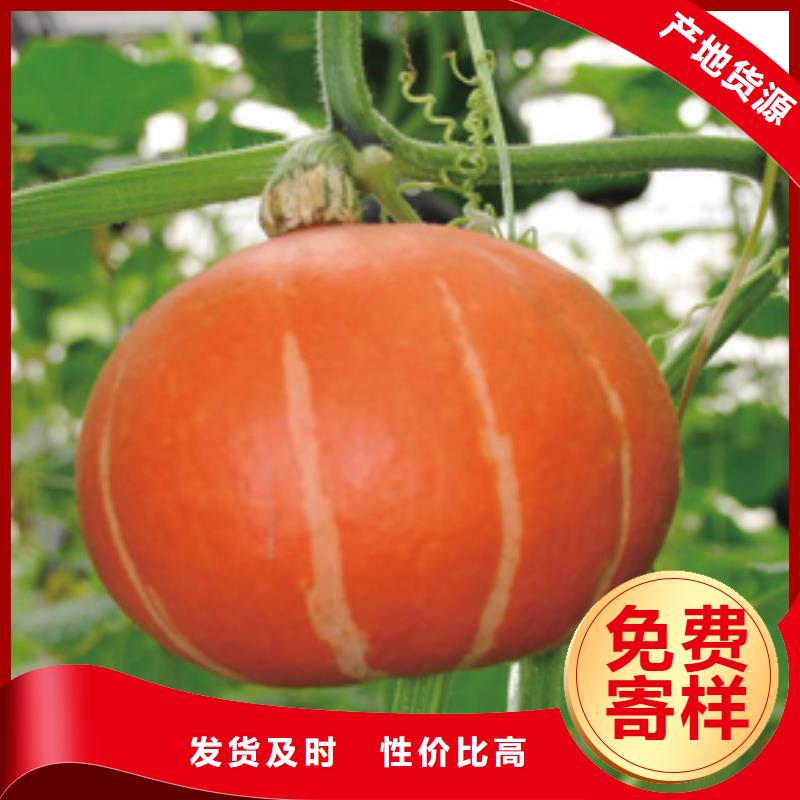 南瓜粉物美價(jià)廉廠家