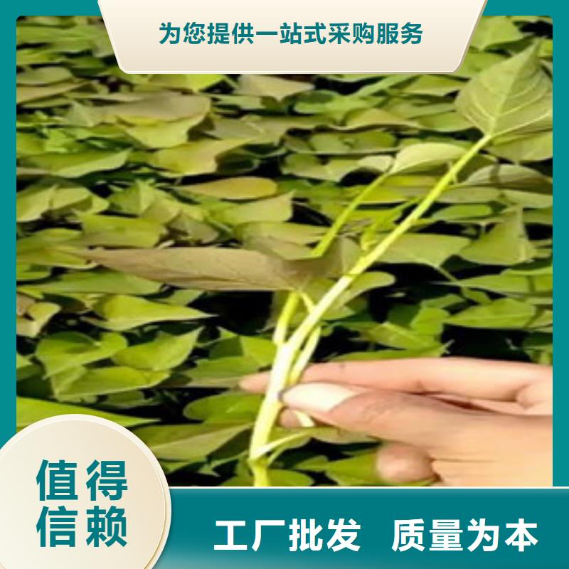 經(jīng)驗豐富的苗銷售廠家