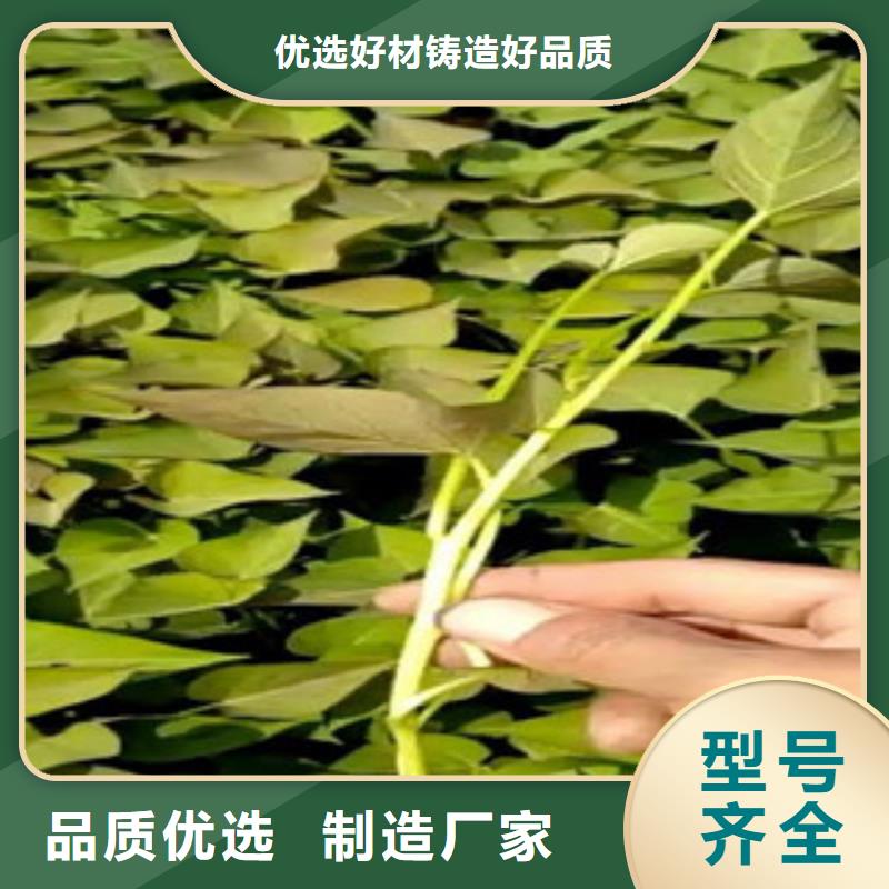 定做苗多年行業(yè)經(jīng)驗