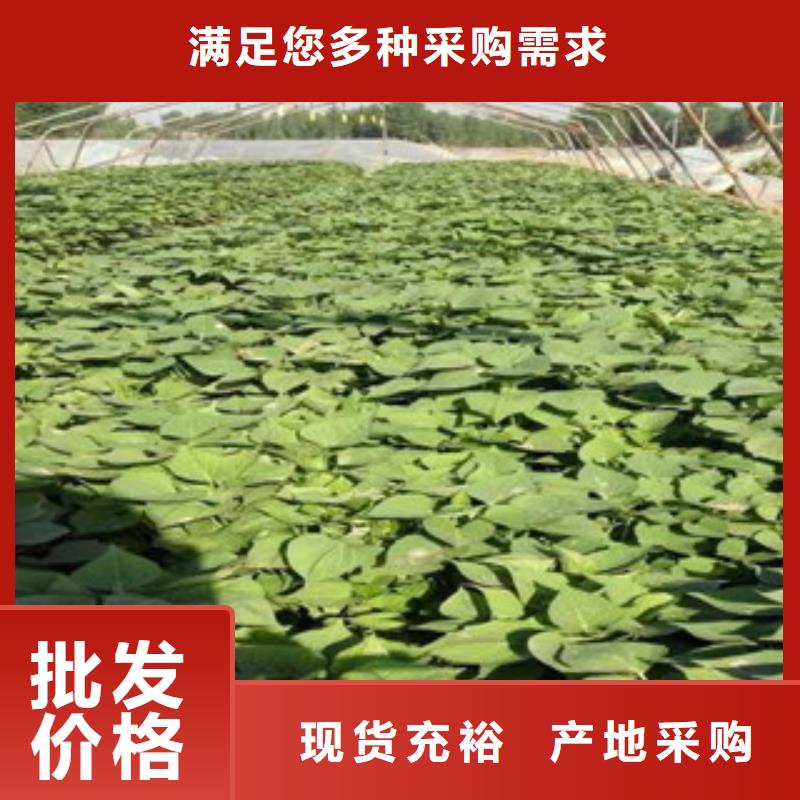 苗質(zhì)量認證價格合理