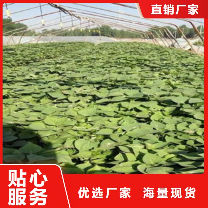 苗品牌供貨商