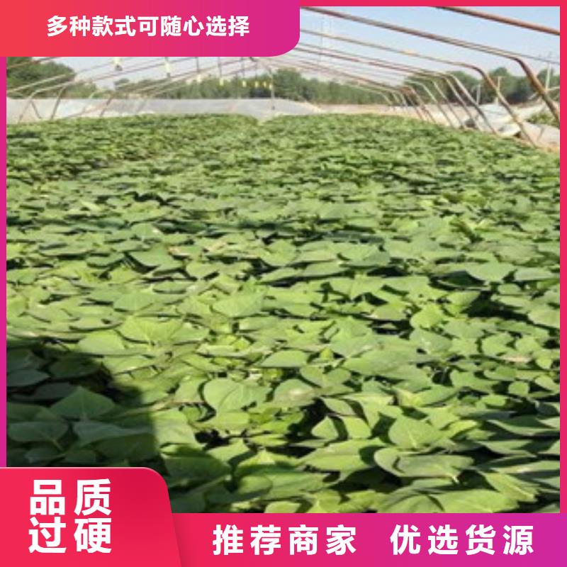 優(yōu)惠的苗廠家應(yīng)用廣泛