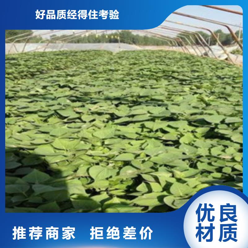苗品質(zhì)與價格精心