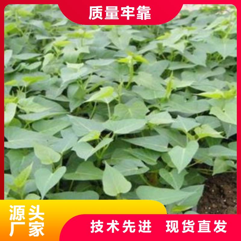 價格低的苗實體廠家服務始終如一