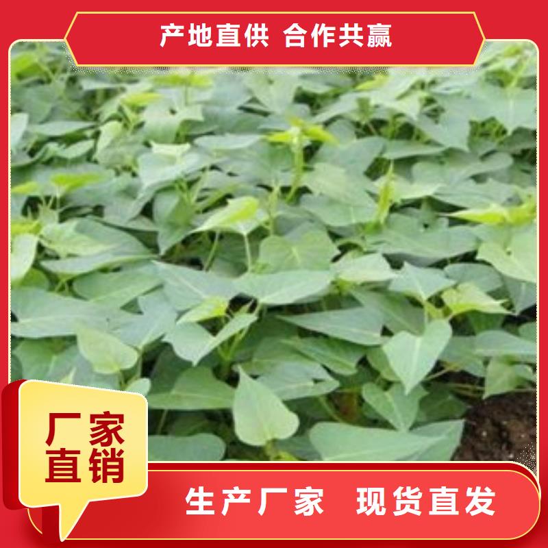 買苗認(rèn)準(zhǔn)樂農(nóng)食品有限公司