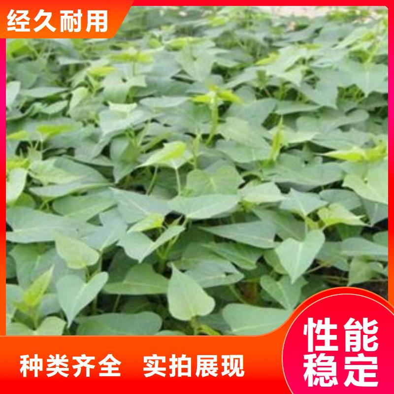 價格合理的苗銷售廠家本地貨源