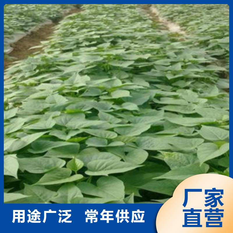 苗全國供貨