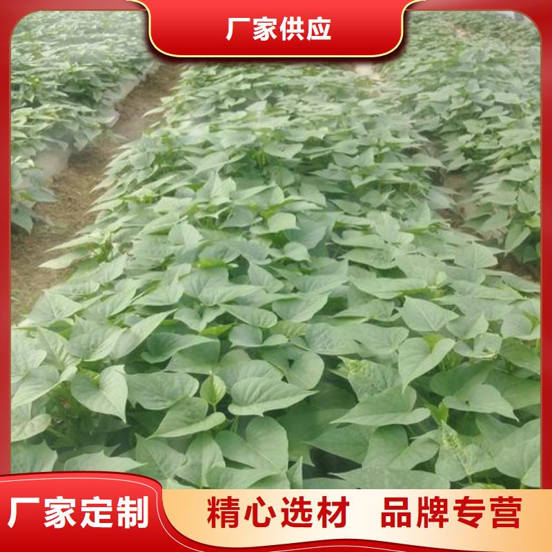 歡迎訪問##苗##廠家實(shí)力見證