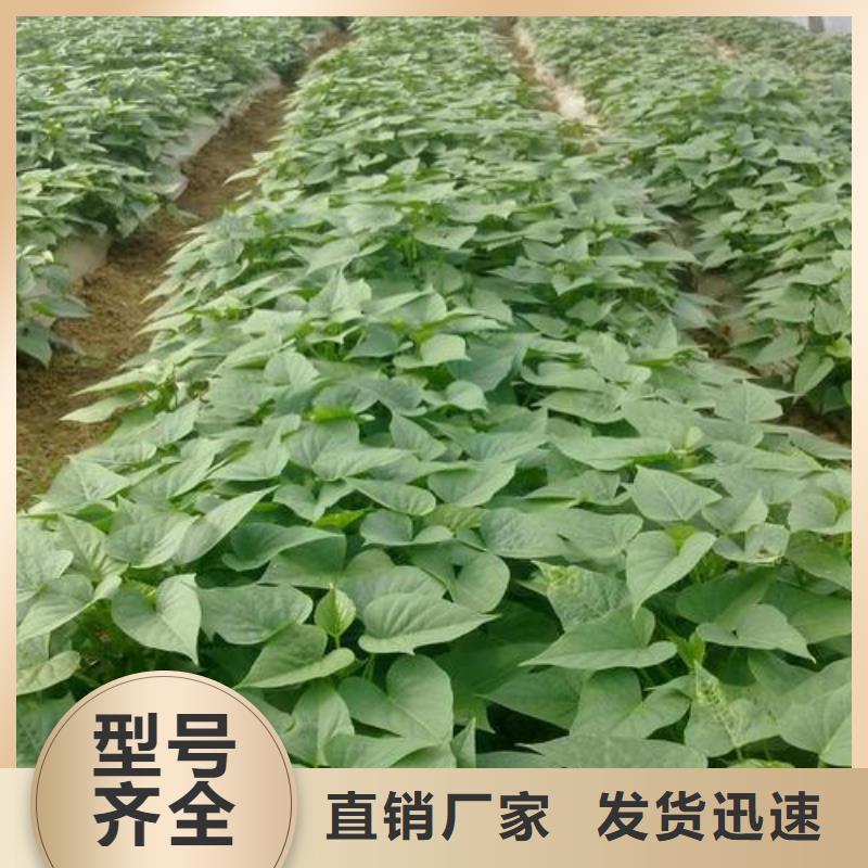 苗型號款式按需定制生產(chǎn)加工
