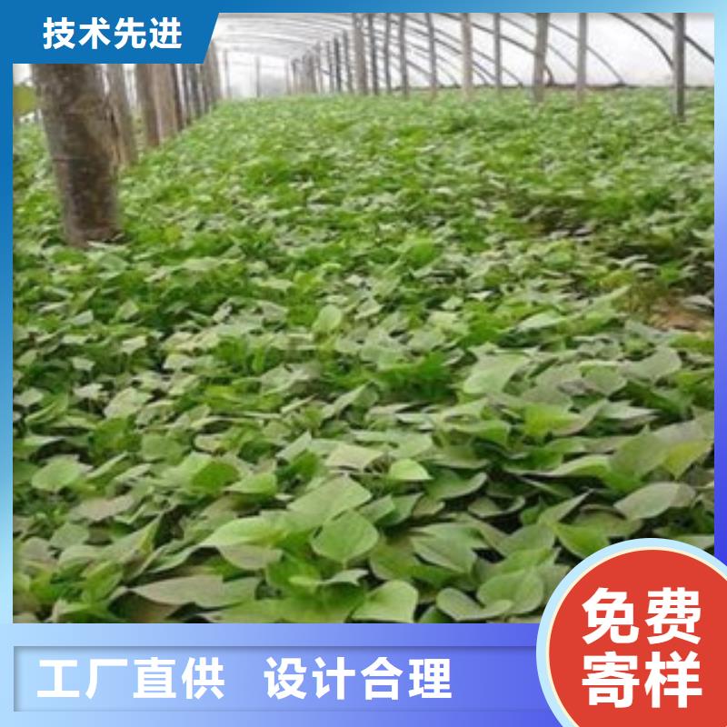 苗-苗專業(yè)品質(zhì)層層質(zhì)檢