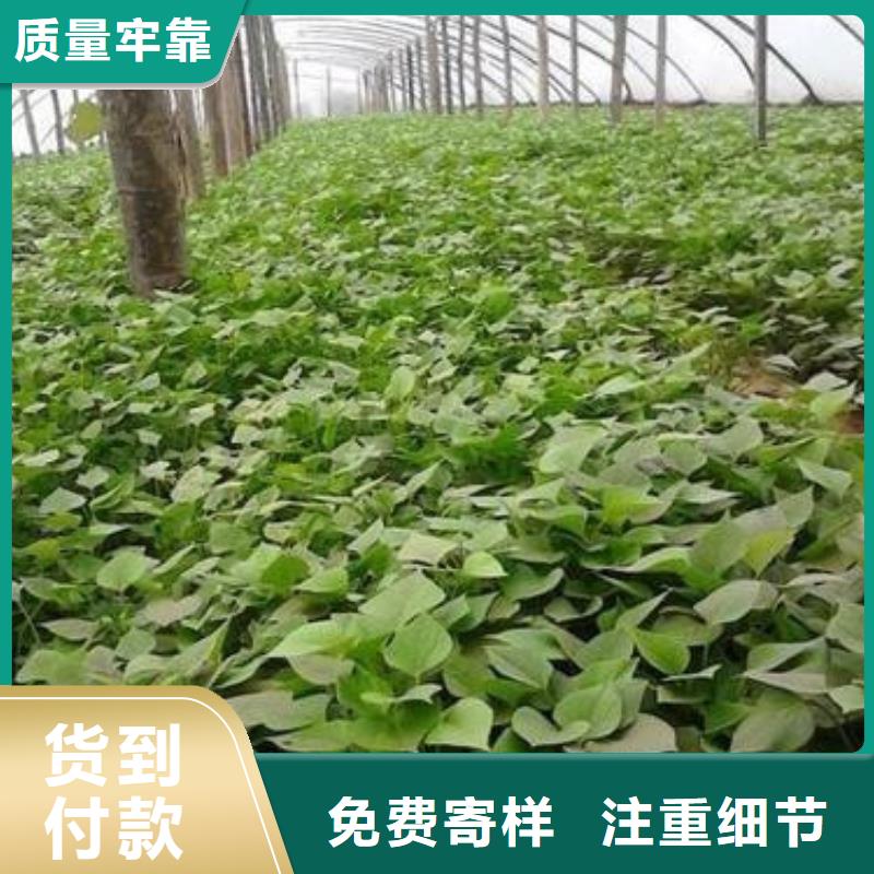 苗不怕同行比質(zhì)量