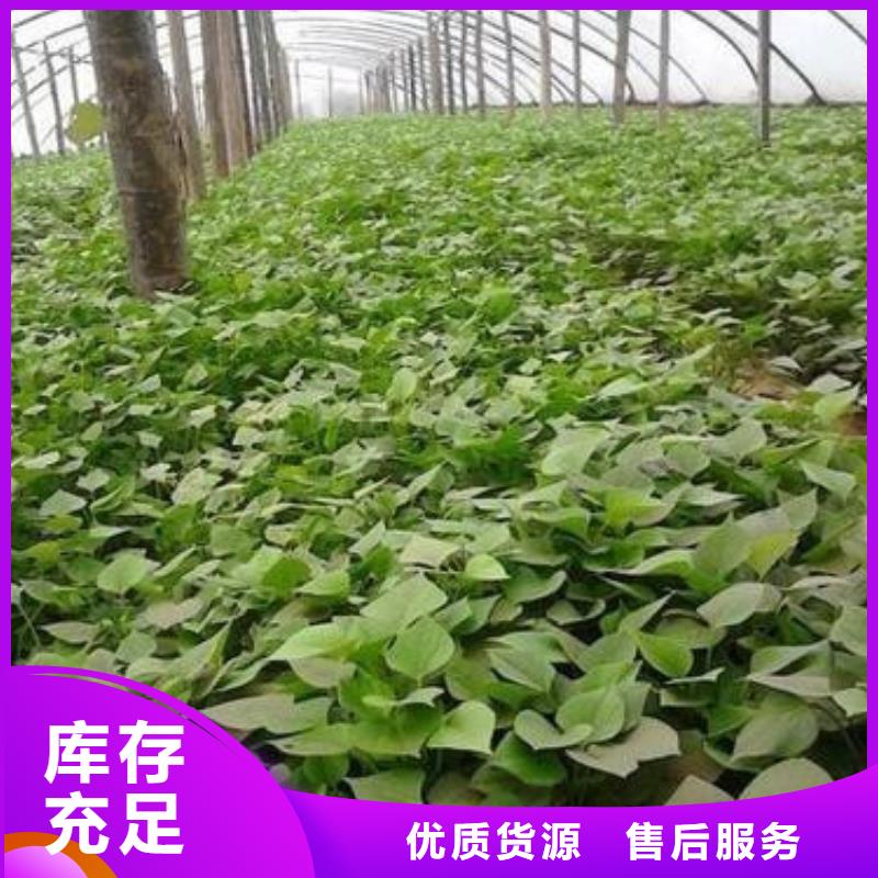 銷售苗_品牌廠家
