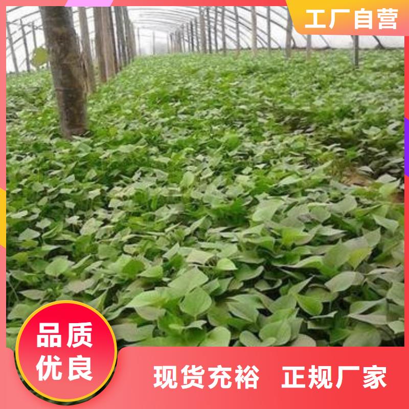 苗-苗貨源充足每一處都是匠心制作