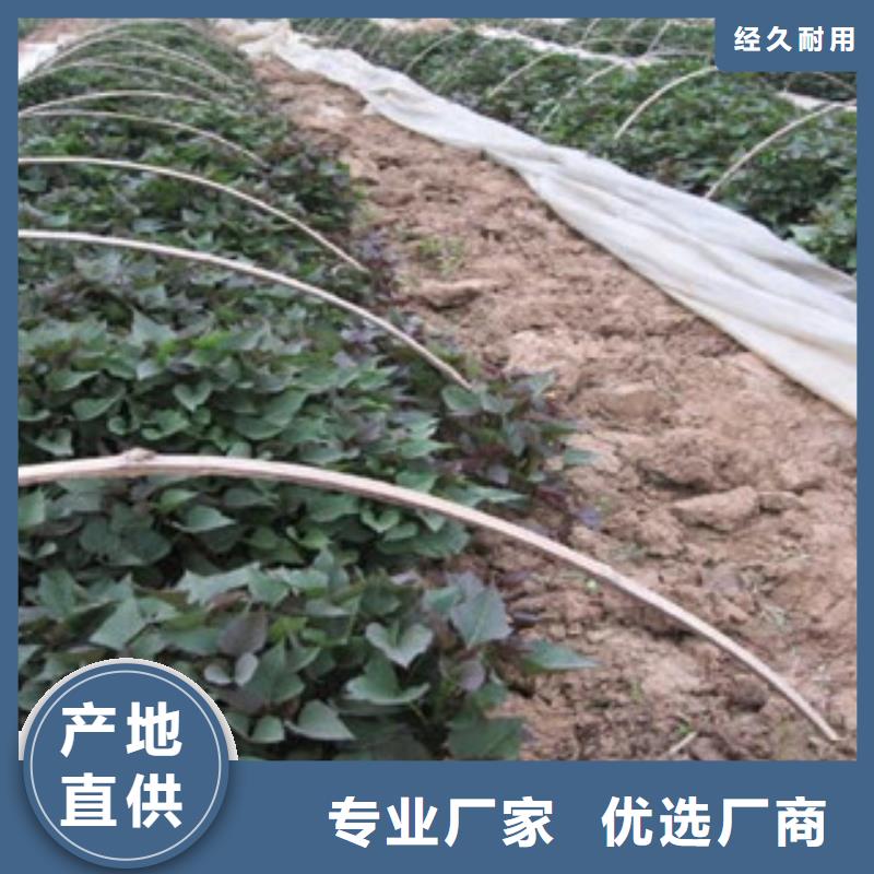 苗廠家-質(zhì)量可靠精心