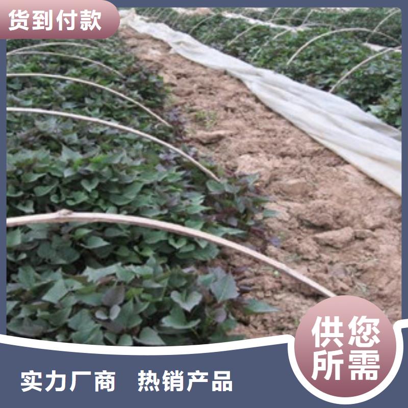 從事苗銷售的廠家