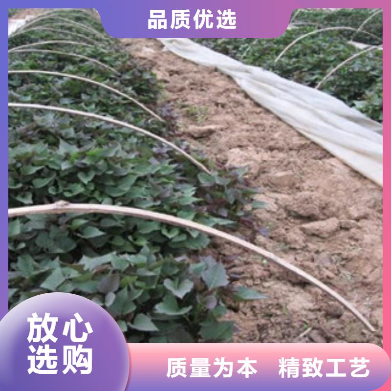 靠譜的苗供貨商