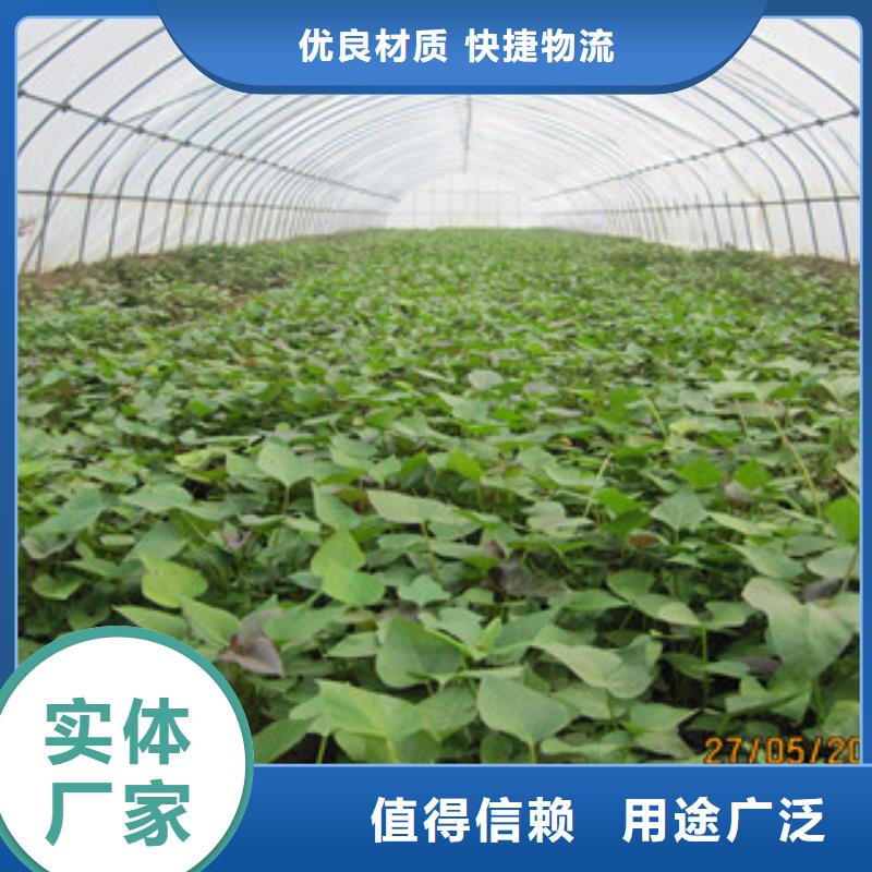苗、苗廠家-價(jià)格實(shí)惠