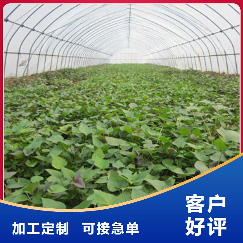 歡迎訪問##苗##廠家