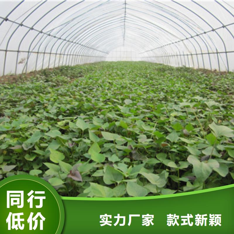 苗、苗廠家-質(zhì)量保證