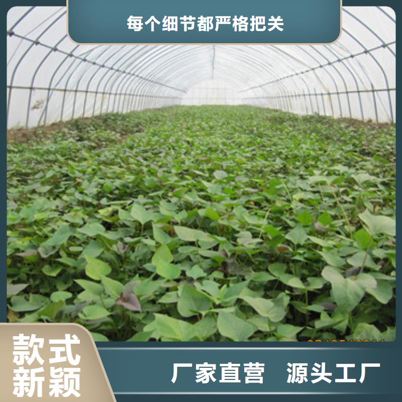 苗報價格