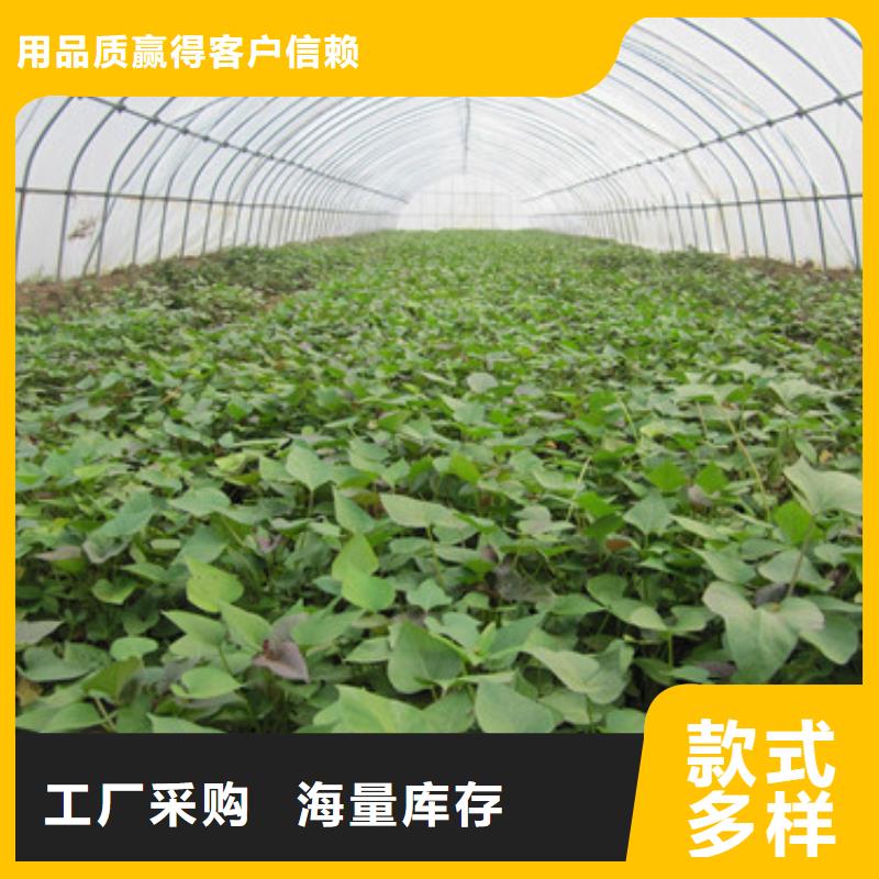 口碑好的苗公司實(shí)力優(yōu)品