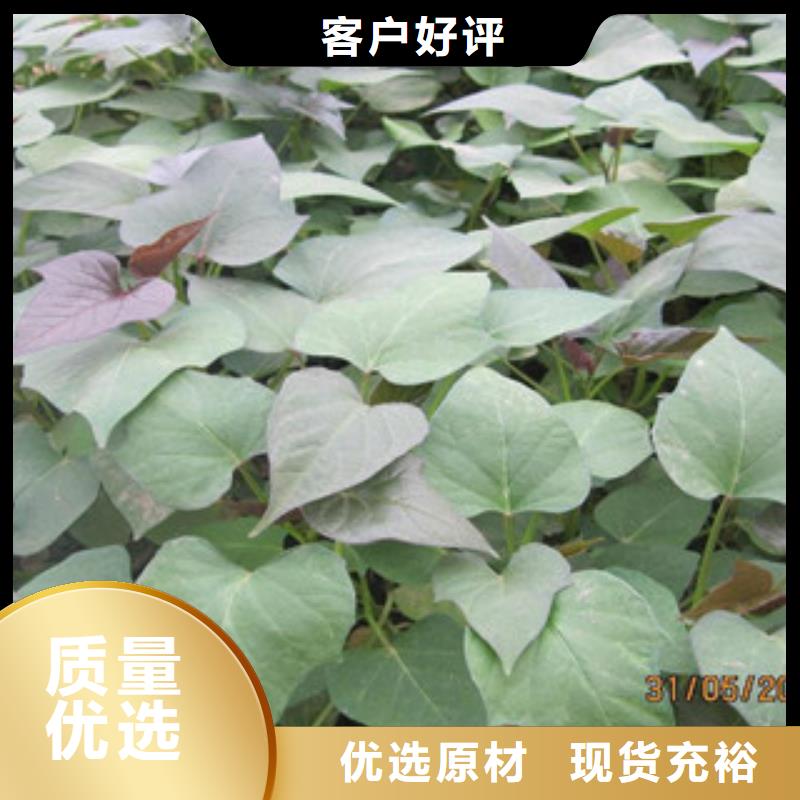 苗同城貨源